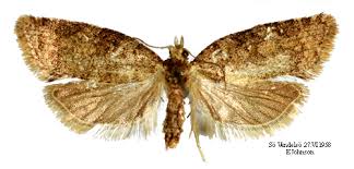 Attēlu rezultāti vaicājumam “Capua vulgana”