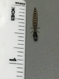 Attēlu rezultāti vaicājumam “Raphidioptera larva”