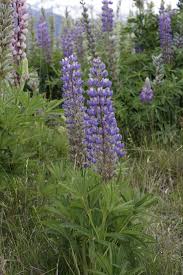 Image result for Lupinus polyphyllus Lindl.