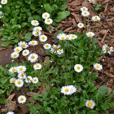 Image result for Bellis perennis