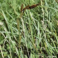 Attēlu rezultāti vaicājumam “Carex acutiformis”