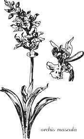 Attēlu rezultāti vaicājumam “Orchis mascula bud”