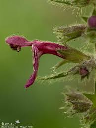 Attēlu rezultāti vaicājumam “Stachys sylvatica bud”
