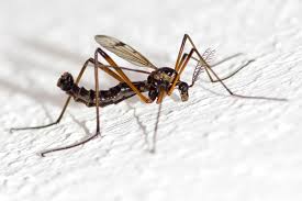 Attēlu rezultāti vaicājumam “Dictenidia bimaculata”