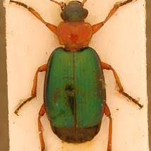 Attēlu rezultāti vaicājumam “Lebia chlorocephala”