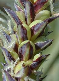 Attēlu rezultāti vaicājumam “Carex caryophyllea fruit”