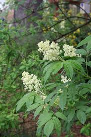 Attēlu rezultāti vaicājumam “Sambucus racemosa”