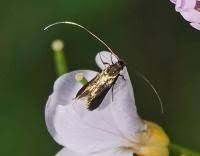 Attēlu rezultāti vaicājumam “Cauchas rufimitrella”