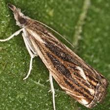 Attēlu rezultāti vaicājumam “Catoptria verellus”