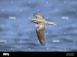 Attēlu rezultāti vaicājumam “Caprimulgus europaeus”