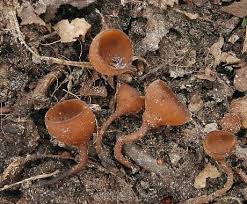 Attēlu rezultāti vaicājumam “Dumontinia tuberosa”