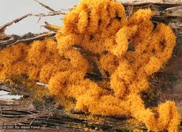 Attēlu rezultāti vaicājumam “Hemitrichia serpula macro”