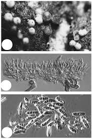 Résultat de recherche d'images pour "Karsteniomyces tuberculosus"