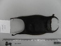 Image result for Bathyraja brachyurops