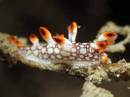 ผลการค้นหารูปภาพสำหรับ Bornella Anguilla