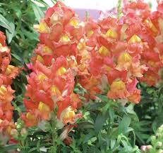 Image result for Antirrhinum majus maximum