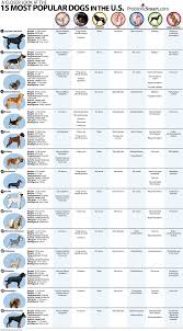 Wonder if different dog breeds have more health issues? Well this dog breed report card breaks down everything you need to know about the 15 most popular ... - a-closer-look-at-the-15-most-popular-dogs-in-the-us_502916fff0c24