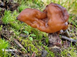 Attēlu rezultāti vaicājumam “Gyromitra infula”