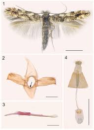 Attēlu rezultāti vaicājumam “Phyllonorycter apparella”