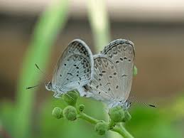 Attēlu rezultāti vaicājumam “Agrodiaetus amandus”