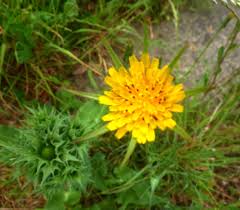 Attēlu rezultāti vaicājumam “Microbotryum tragopogonis - pratensis”