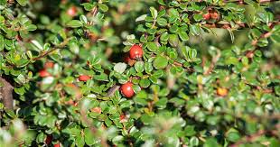 Attēlu rezultāti vaicājumam “Cotoneaster divaricatus fruit”