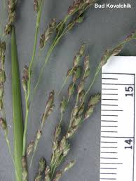 Attēlu rezultāti vaicājumam “Glyceria striata”