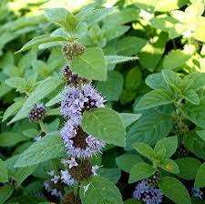 Attēlu rezultāti vaicājumam “Mentha x verticillata leaf”