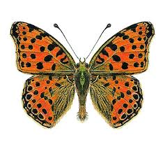 Attēlu rezultāti vaicājumam “Issoria lathonia”