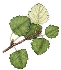 Attēlu rezultāti vaicājumam “Populus tremula”