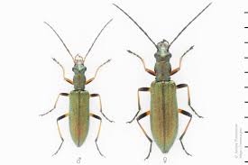 Attēlu rezultāti vaicājumam “Chrysanthia geniculata”