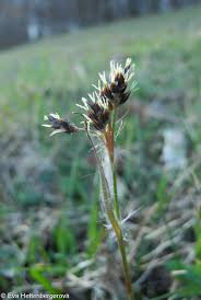 Attēlu rezultāti vaicājumam “Luzula campestris fruit”