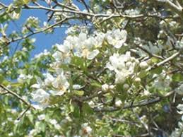 Attēlu rezultāti vaicājumam “Pyrus communis bud”