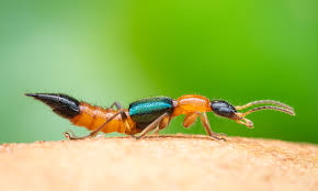 Billedresultat for rovbille