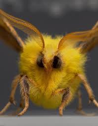 Attēlu rezultāti vaicājumam “Lycogala roseosporum macro”