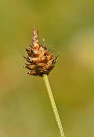 Attēlu rezultāti vaicājumam “Carex lasiocarpa male flower”