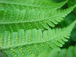 Attēlu rezultāti vaicājumam “Phegopteris connectilis”