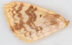 Attēlu rezultāti vaicājumam “Hydrelia flammeolaria”