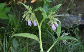Image result for Symphytum officinale