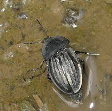 Attēlu rezultāti vaicājumam “Silpha sp.”