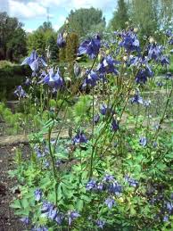 Attēlu rezultāti vaicājumam “Aquilegia vulgaris”