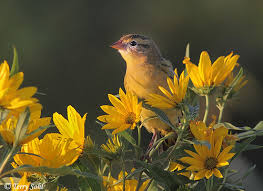 Image result for Dolichonyx oryzivorus