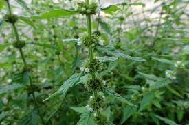 Attēlu rezultāti vaicājumam “Lycopus europaeus flower”