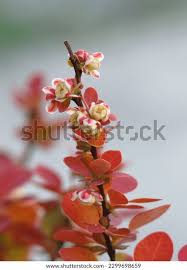 Attēlu rezultāti vaicājumam “Berberis thunbergii flower”