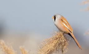 Attēlu rezultāti vaicājumam “Panurus biarmicus male”