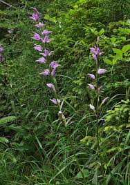 Attēlu rezultāti vaicājumam “Cephalanthera rubra”