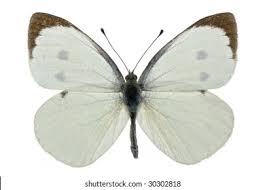 Attēlu rezultāti vaicājumam “Pieris brassicae male”