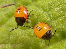 Attēlu rezultāti vaicājumam “Tritomegas bicolor nymph”