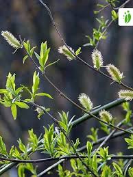 Attēlu rezultāti vaicājumam “Salix myrsinifolia leaf”