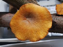 Attēlu rezultāti vaicājumam “Polyporus melanopus”